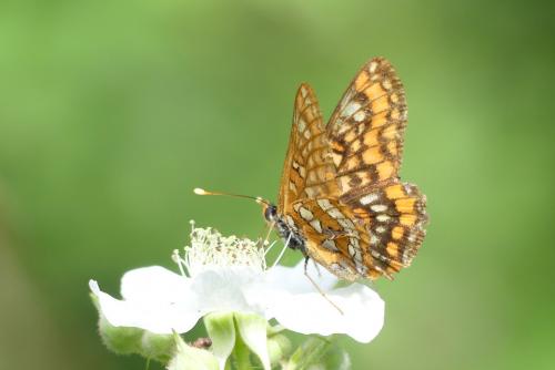 Réf. 259 730 : Euphydryas maturna